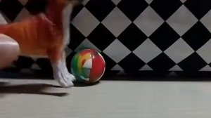 Аксесуары для собак, волков,.и т.д