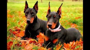 породы собак