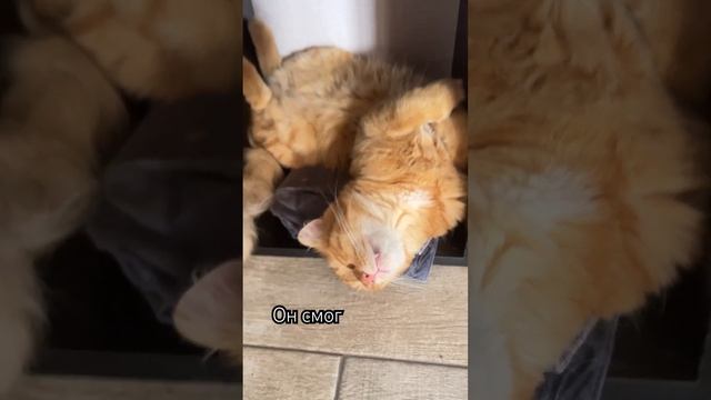 Котик сумел всё-таки лечь в свою любимую позу даже в этих условиях