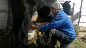 ручная дойка коровы