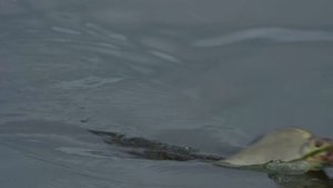 Такими снастями НЕ ЛОВЯТ в Москве! Коварные лещи и злые бровки на Волге