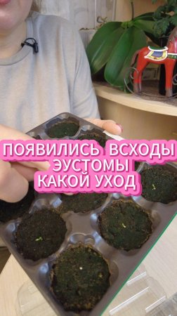 ЭУСТОМА ДАЛА ПЕРВЫЕ ВСХОДЫ, КАКОЙ УХОД