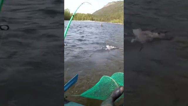 Рыбалка в Бурятии 2  #друзья #fishing #шорст #отдых