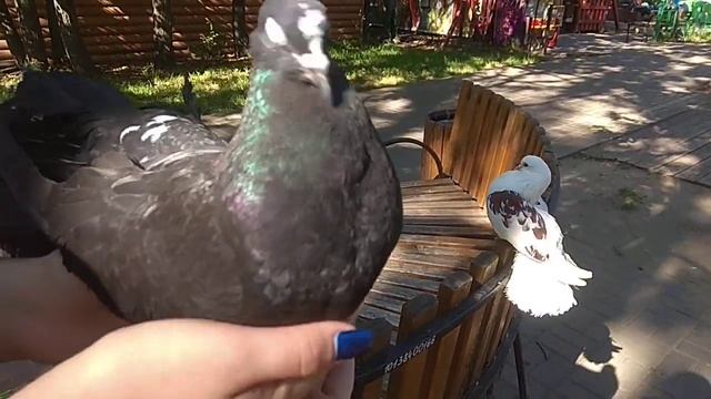 Голуби ручные, а хозяева их - молодая пара. 01.09.24 г.