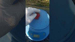 Клубника КЛОДИЯ. Обзор новинки 2023 года.