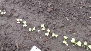 Опыт выращивания капусты ПАК ЧОЙ