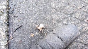 Araignée-crabe dans ma cour (Famille: Thomisidae)