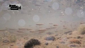 Гольян Ангарский