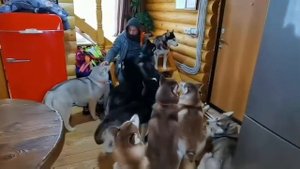 Хаски. Стая. #42 Снежные псы