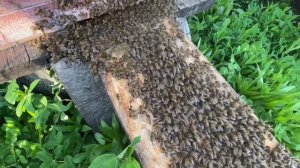 Вернуть рой пчёл в свой улей