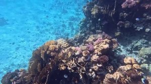 обзор подводного мира египта