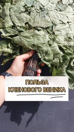 ПОЛЬЗА КЛЕНОВОГО ВЕНИКА ДЛЯ БАНИ🍃#веникидлябани #длябани #здоровье  #вбаню #баня  #клен