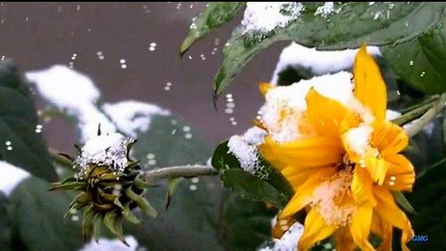 Ты в сердце... Я с тобою рядом. Сл .Н. Недялковой, муз. и исп. С. Фрумовича смотреть онлайн