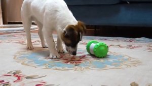 🐶Интерактивная игрушка для животных