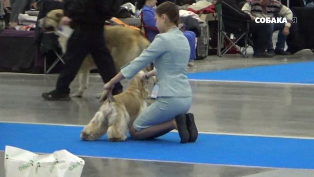 Выставка собак Невский победитель смотреть онлайн