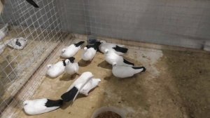 Острогожские турманы.