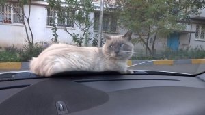 самый упрямый кот в мире, упрямое животное )))
