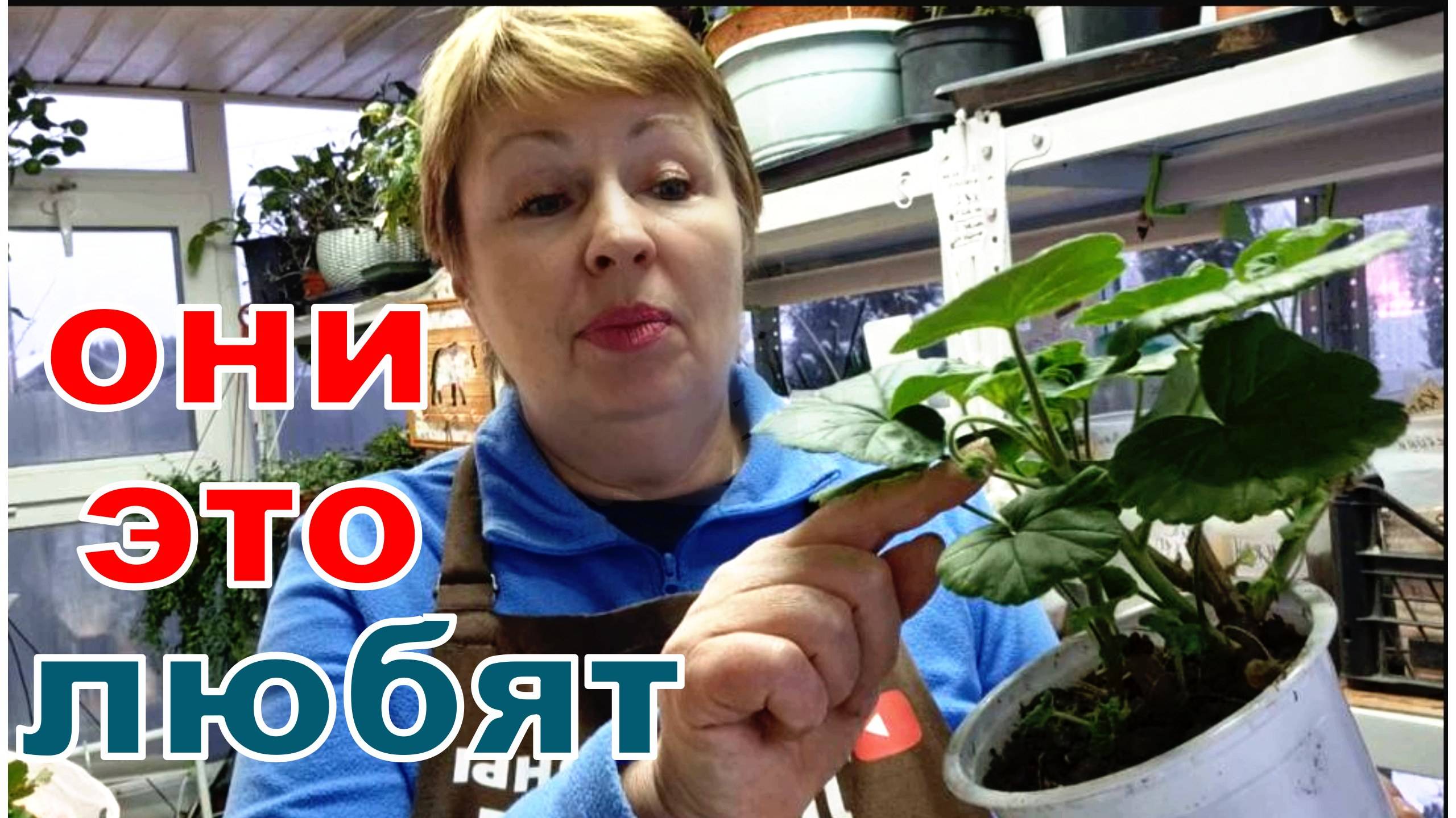 Такую воду я никогда не выливаю. Усиливаю ее и поливаю цветы.  Пеларгонии