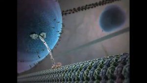 № 6 Элементы цитоскелета и белковый транспорт