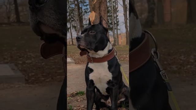 Staffordshireterrier #стаффорд #амстафф #стаффордширскийтерьер #stafford #amstaff #собака #staff смотреть онлайн