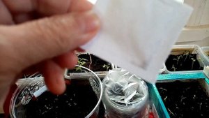 Сею на РАССАДУ Однолетний Цветок ПИРЕТРИУМ "Сежный ШАР" БЕЛЫЙ!!! 5.3.24г.