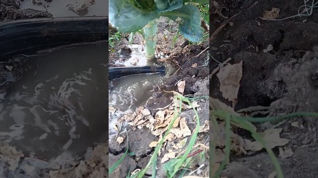 Подскажите,как убрать у капусты эти дырочки #капуста #полив #огород #работа #дела #automobile #fyp