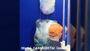 Счастливые люди. Алтай