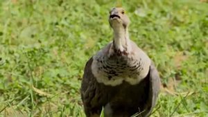 Мурги хилол хр 7 мин.Тибетский урал. Птица года-2017. ореж.М.Асозода.