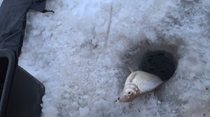 ЗИМНЯЯ РЫБАЛКА на р.ОБЬ.