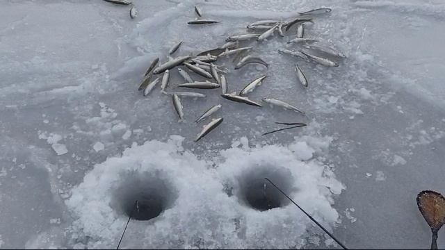 Блесна Богдановская 1 см от Mr.Musurok в деле 🎣