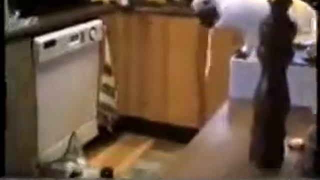 Друзья навеки! Попугай кормит собаку! смотреть онлайн