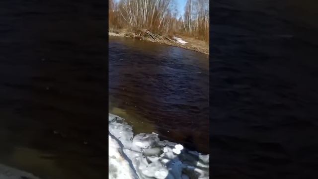 Горная речка в Бурятии #отдых #fishing #шорст #рыбалка #друзья