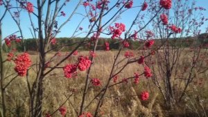 Рябина протертая с медом или сахаром без варки