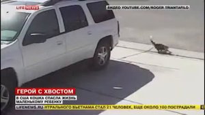 Кошка Спасла Ребенка От Собаки