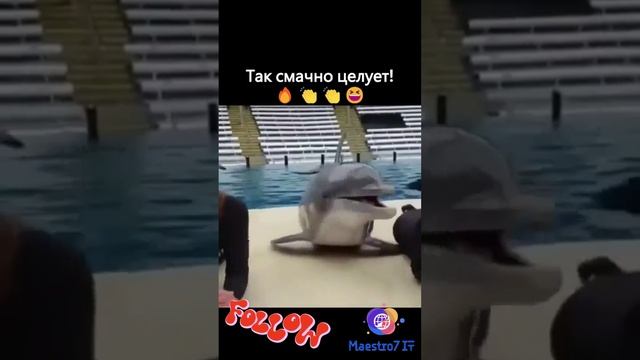 Дельфин смачно целует 🐬