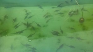 Осетровые в домашнем УЗВ