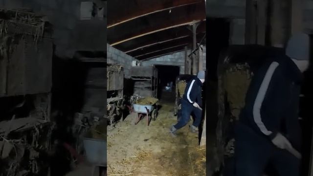 Почему у нас грязные быки ? ТГК - DanilaFermer #shorts #чистка #жизньвдеревне #farmlive #работа #бы