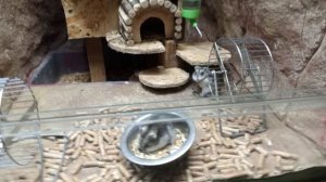 Джунгарский хомяк в Алуштинском Аквариуме