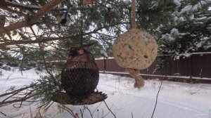 Кино для Вас и Ваших Кошек.