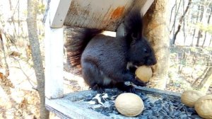 Белка маньчжурская (Sciurus vulgaris v. mantchuricus)