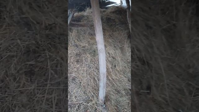 бзор сеновала !  ТГК - DanlaFermer #корм #деревня #farmlive #farming #shorts #рекомендации