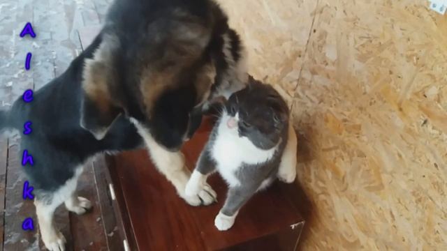 Дружба собак и котов. Котопес. смотреть онлайн