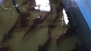 Разведение осетровых в домашнем УЗВ. Роение личинки.