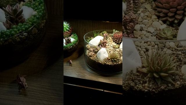 Новый #флорариум с суккулентами