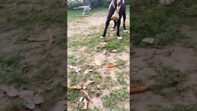 Pakistani bully kutta (Indian mastiff) 10months old.-blade line. смотреть онлайн