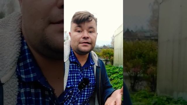 Не удаляйте #осенью #листья у садовой земляники! Это приводит к снижению урожая на будущий год.