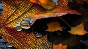 Осенние листья и капельки росы