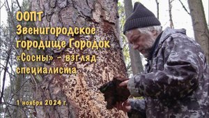 Городок, «Сосны» – взгляд специалиста