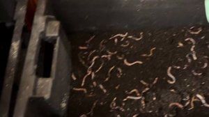 Очистка от мочалки У Дендробены,Топ Червь