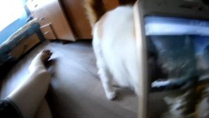 Реакция кошки на звуки котов
